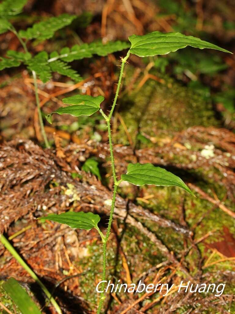 Image de Smilax sieboldii Miq.