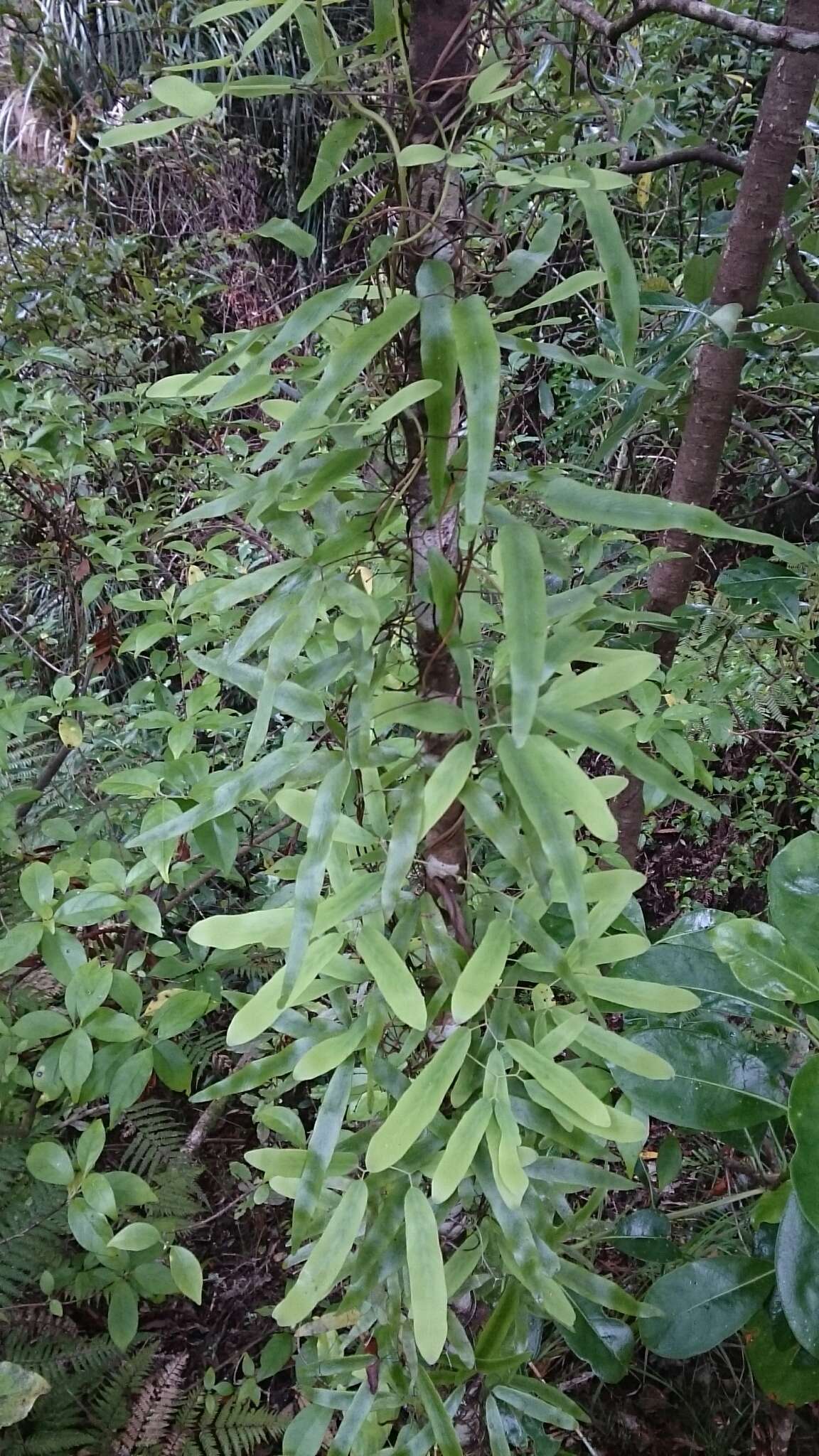 Image of Lygodium articulatum A. Rich.