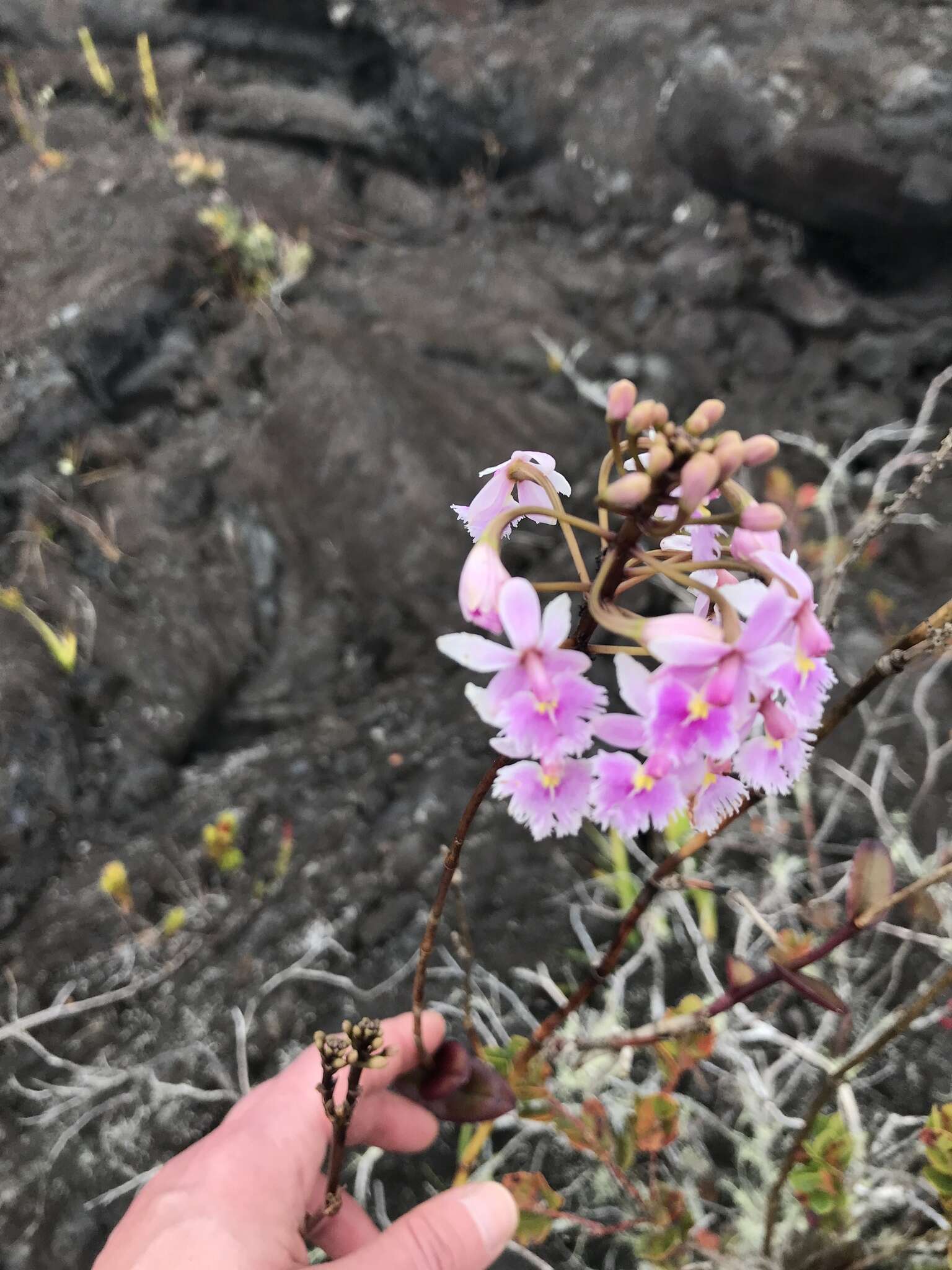 Слика од Epidendrum calanthum Rchb. fil. & Warsz.