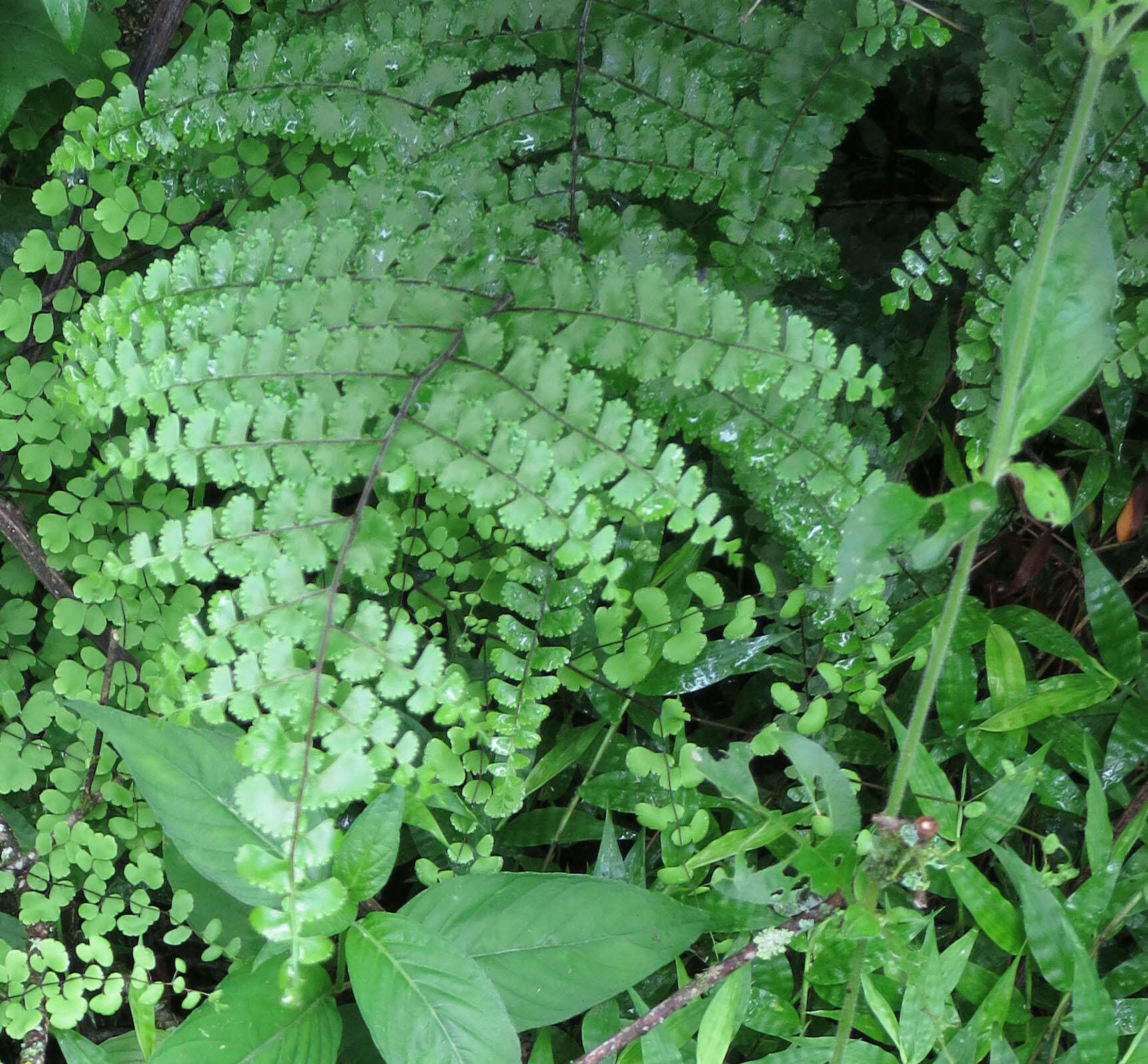 Слика од Adiantum henslovianum Hook. fil.