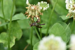 Image of Polistes snelleni de Saussure 1862