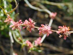 Image of longstem buckwheat