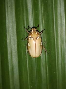 Image of Melolontha maculata (Zhang 1983)