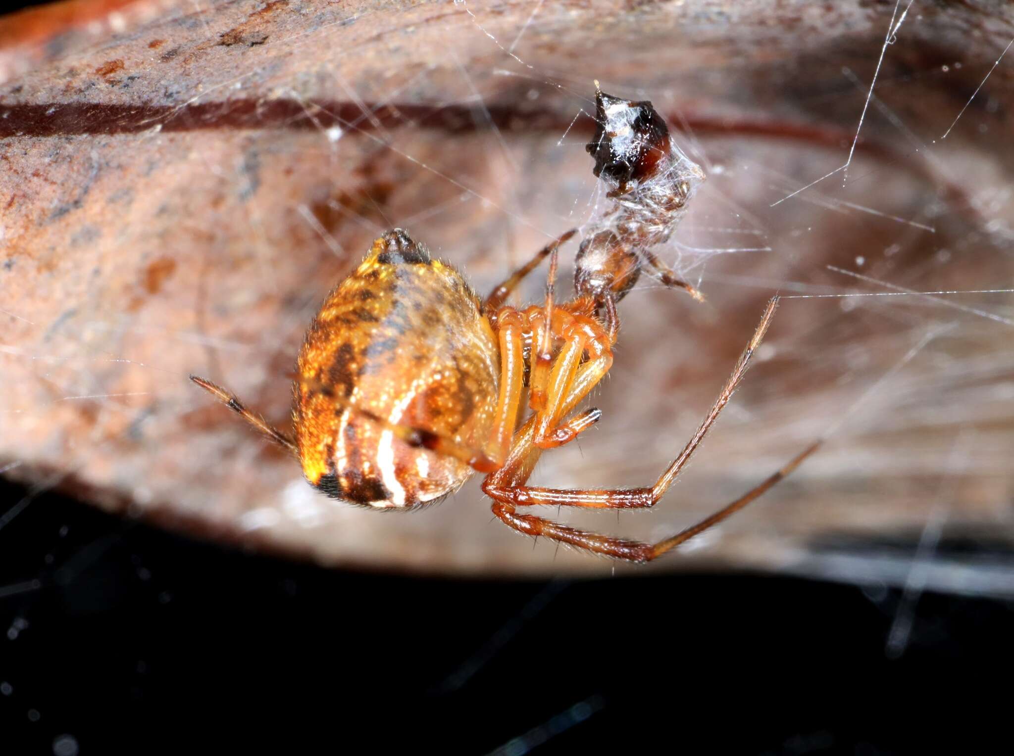 Image of Parasteatoda celsabdomina (Zhu 1998)