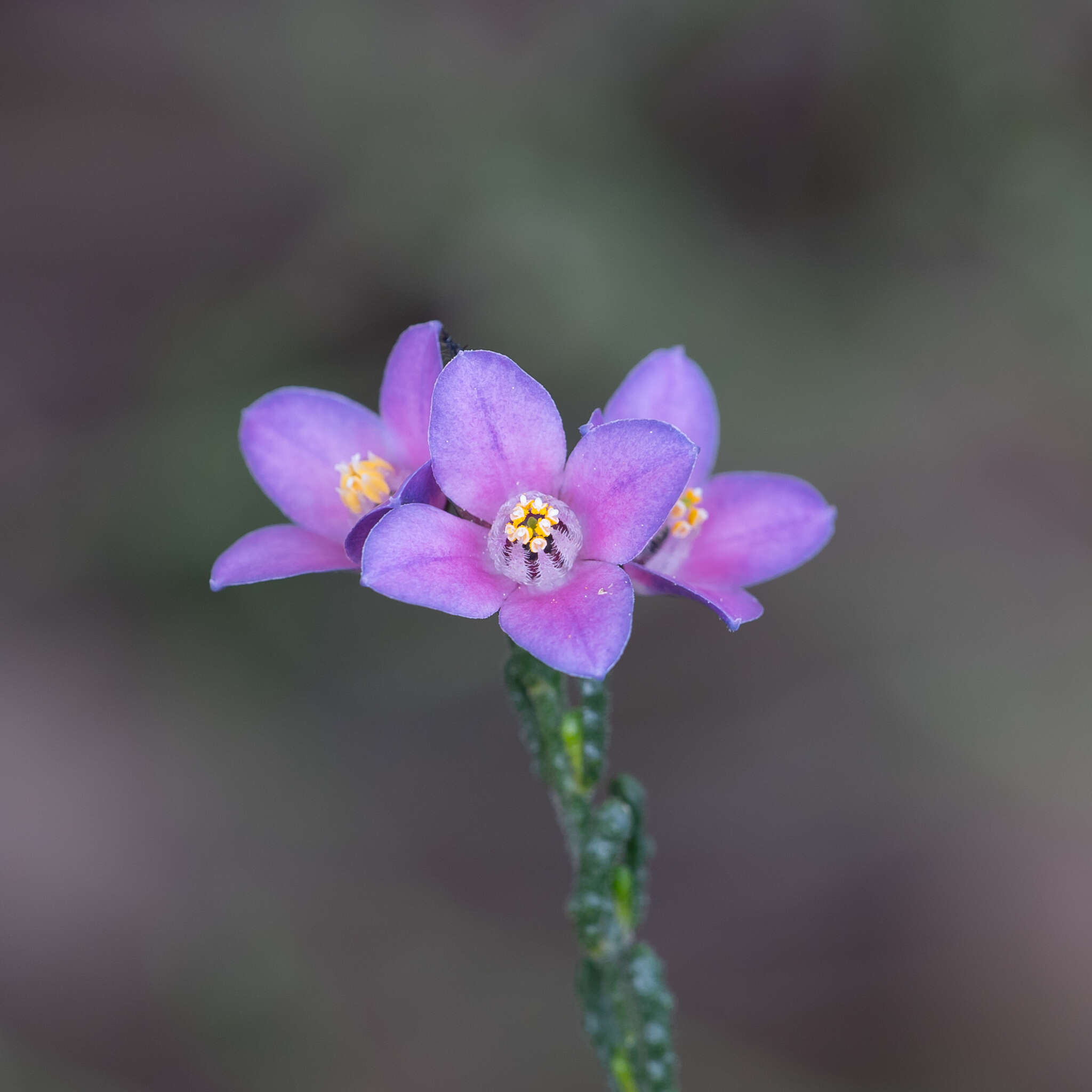 Image of Cyanothamnus coerulescens