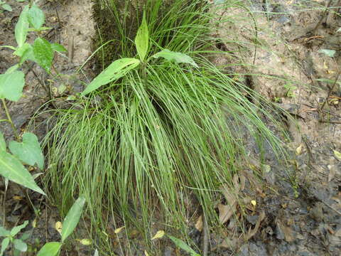 Image of prickly bog sedge