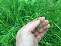 Image of Drooping Sedge