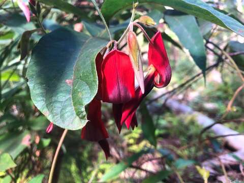 Image of Kennedia rubicunda Vent.