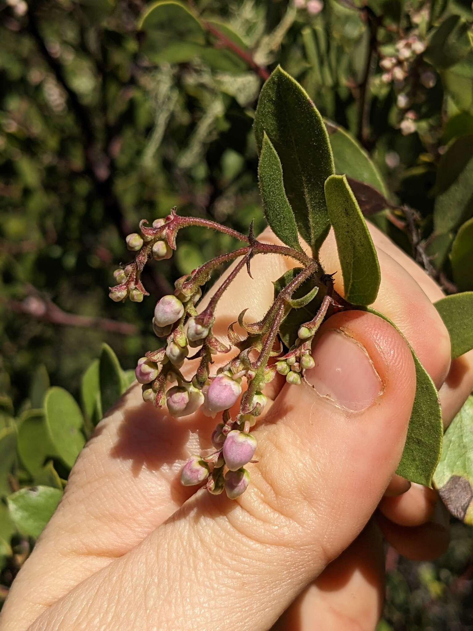 Image of Baker's manzanita