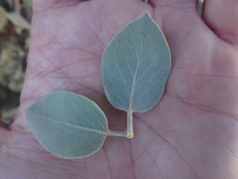 Image of Sonoma manzanita