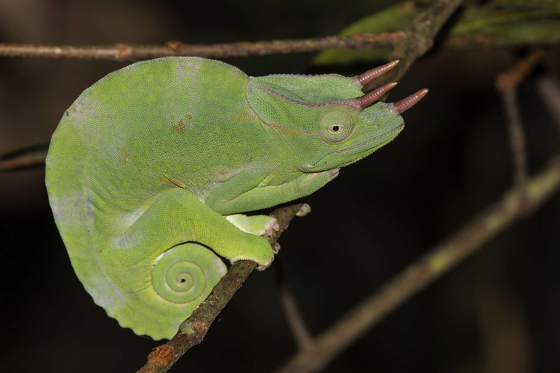 Image of Usambara Three-Horned Chameleon