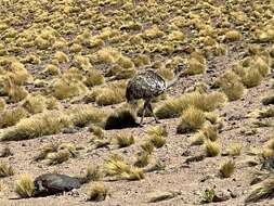 Image of Rhea pennata tarapacensis (Chubb & C 1913)