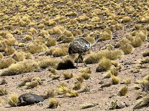 Image of Rhea pennata tarapacensis (Chubb & C 1913)