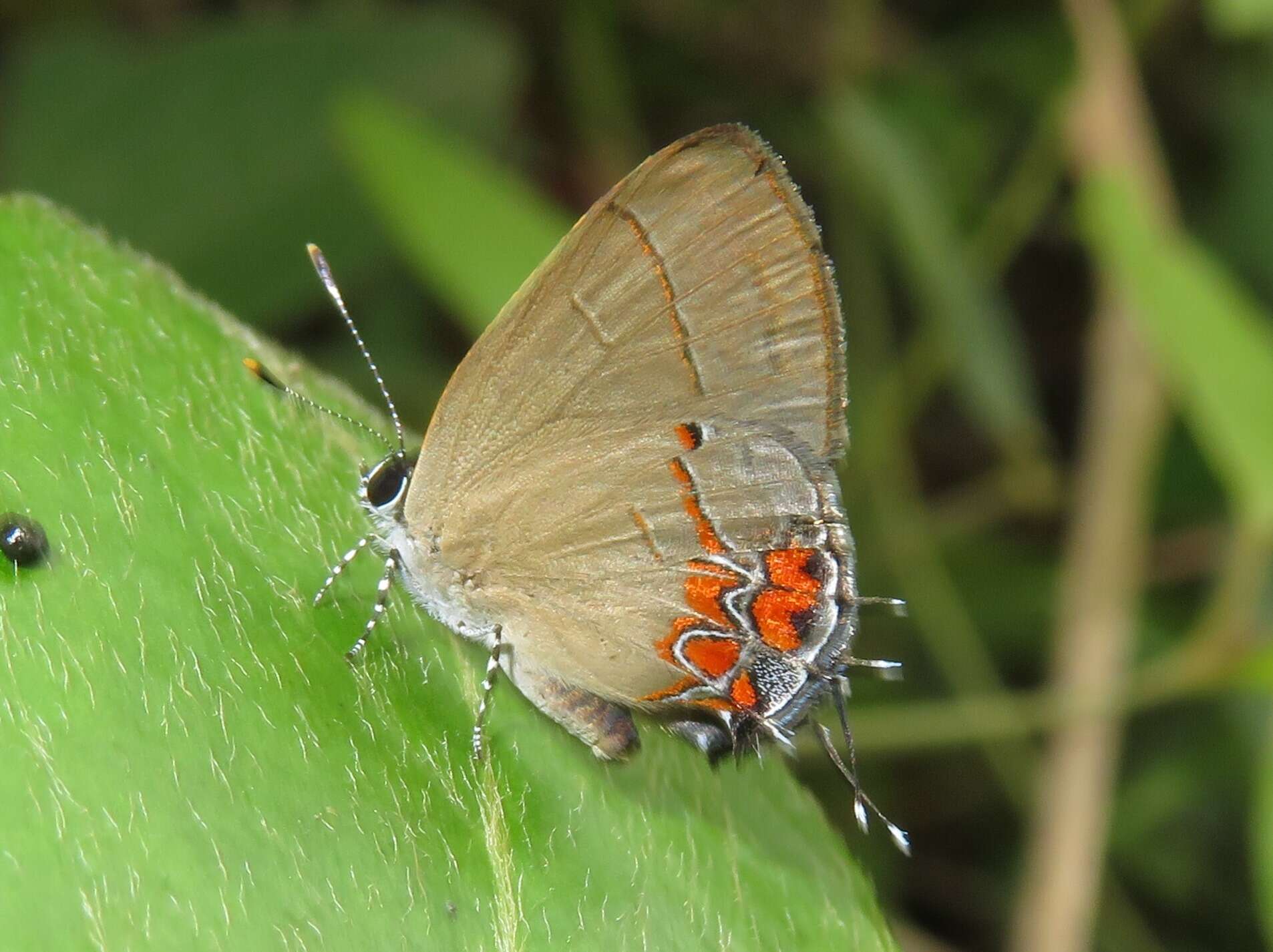 Image of Calycopis cinniana