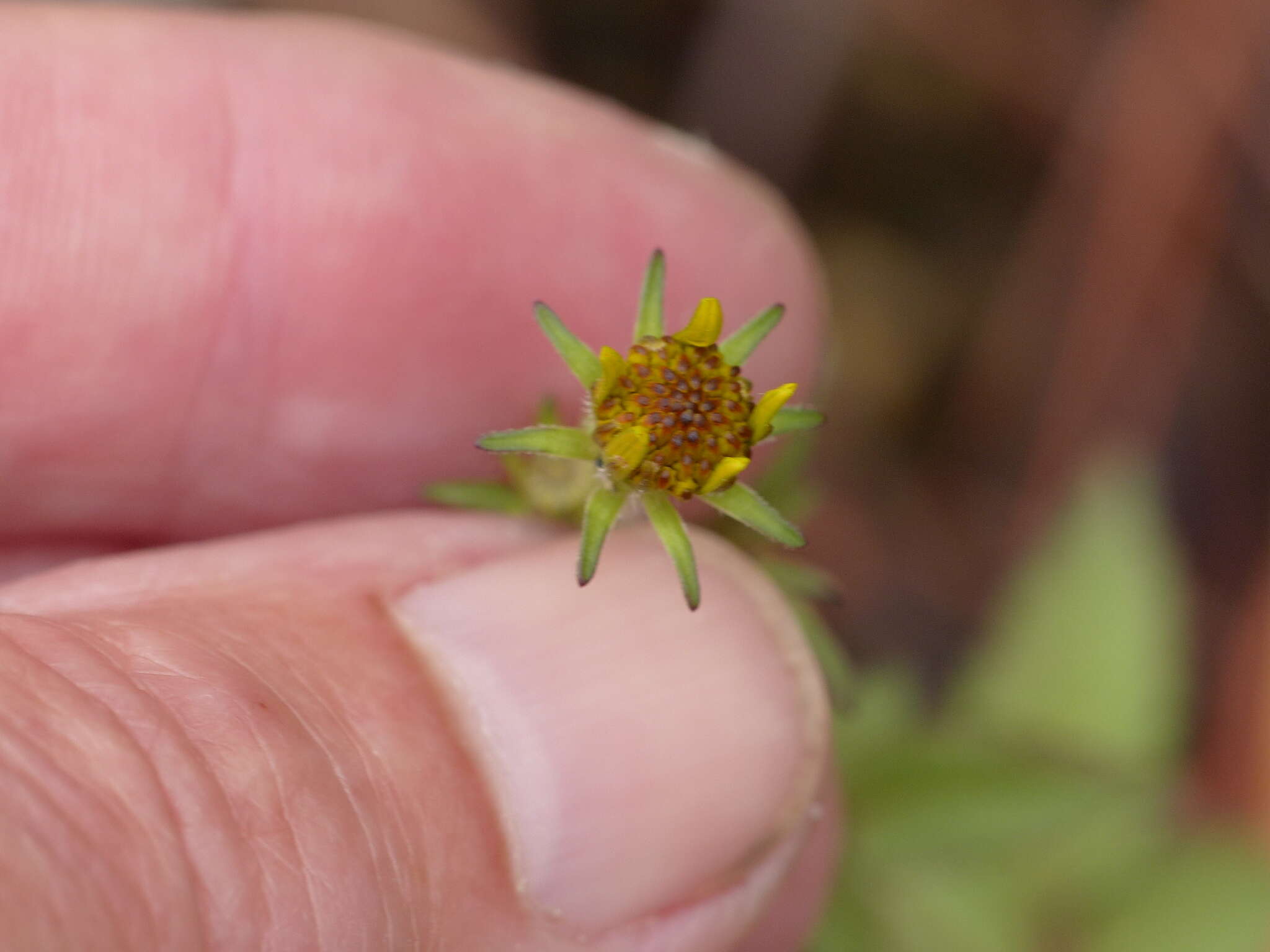 Image of Bidens bicolor Greenm.