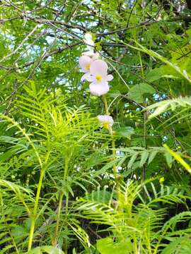 Image of Begonia bulbillifera Link & Otto