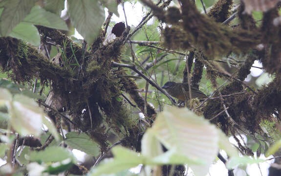 Image of Ochre-breasted Tanager