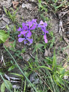 Image of wild blue phlox