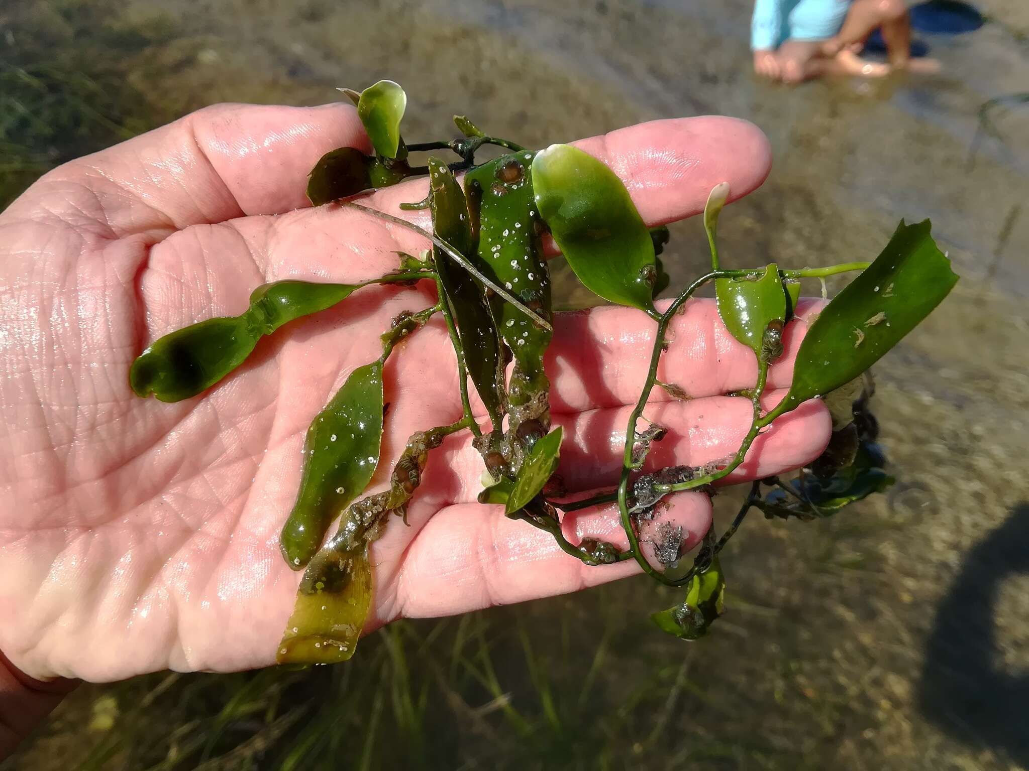 Image of Caulerpa prolifera