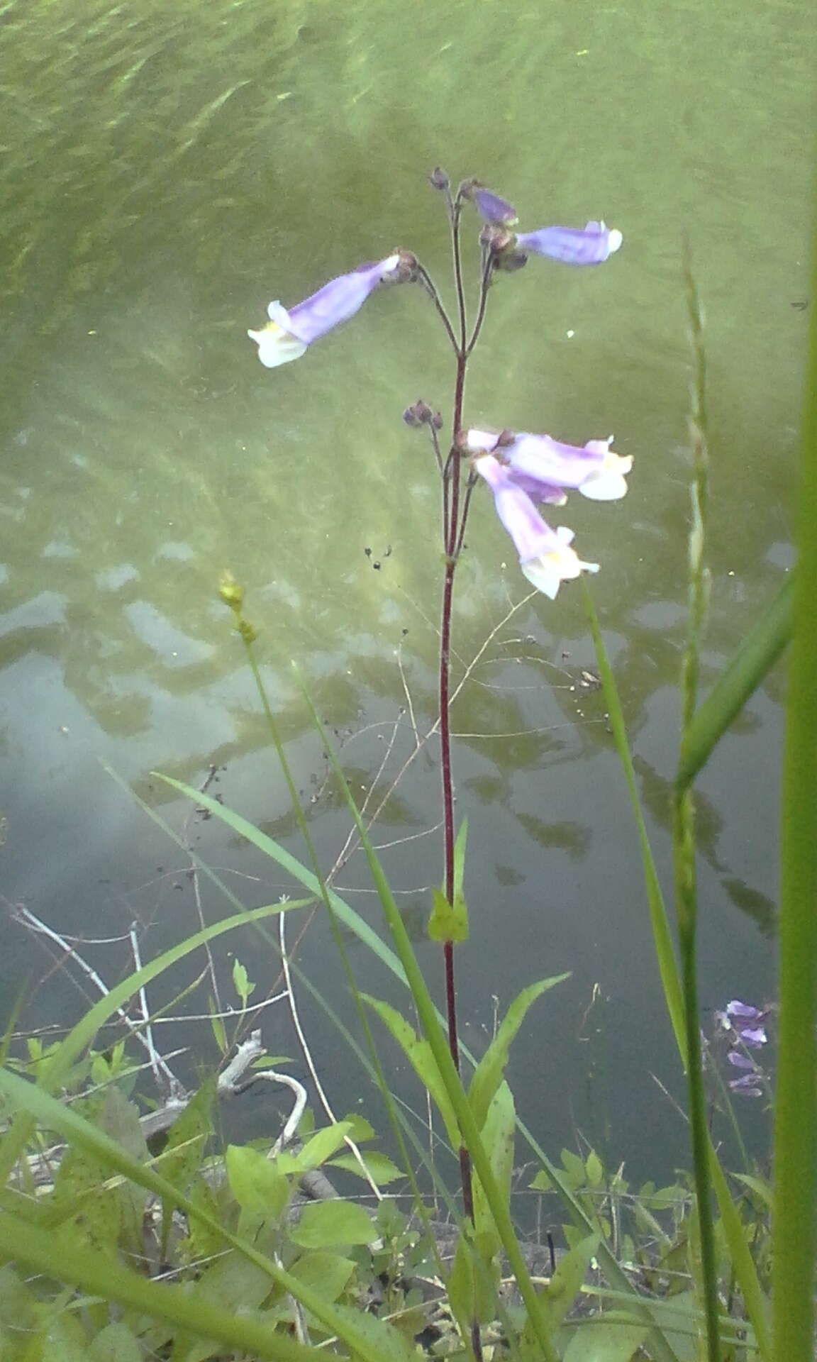 Image de Penstemon hirsutus (L.) Willd.