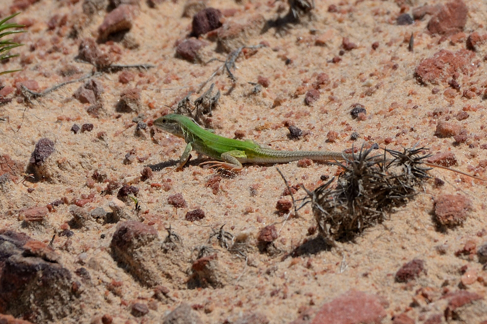 Image of Ameivula ocellifera (Spix 1825)