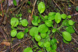 Imagem de Myosotis spathulata Forst. fil.