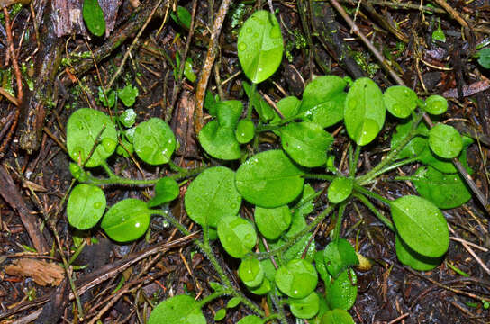 Image of Myosotis spathulata Forst. fil.