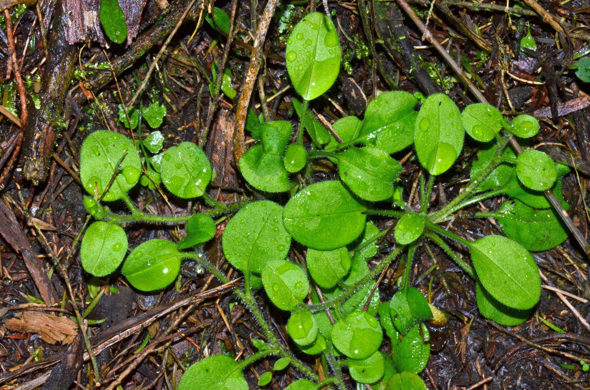 Imagem de Myosotis spathulata Forst. fil.