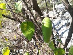 صورة Marsdenia coulteri Hemsl.