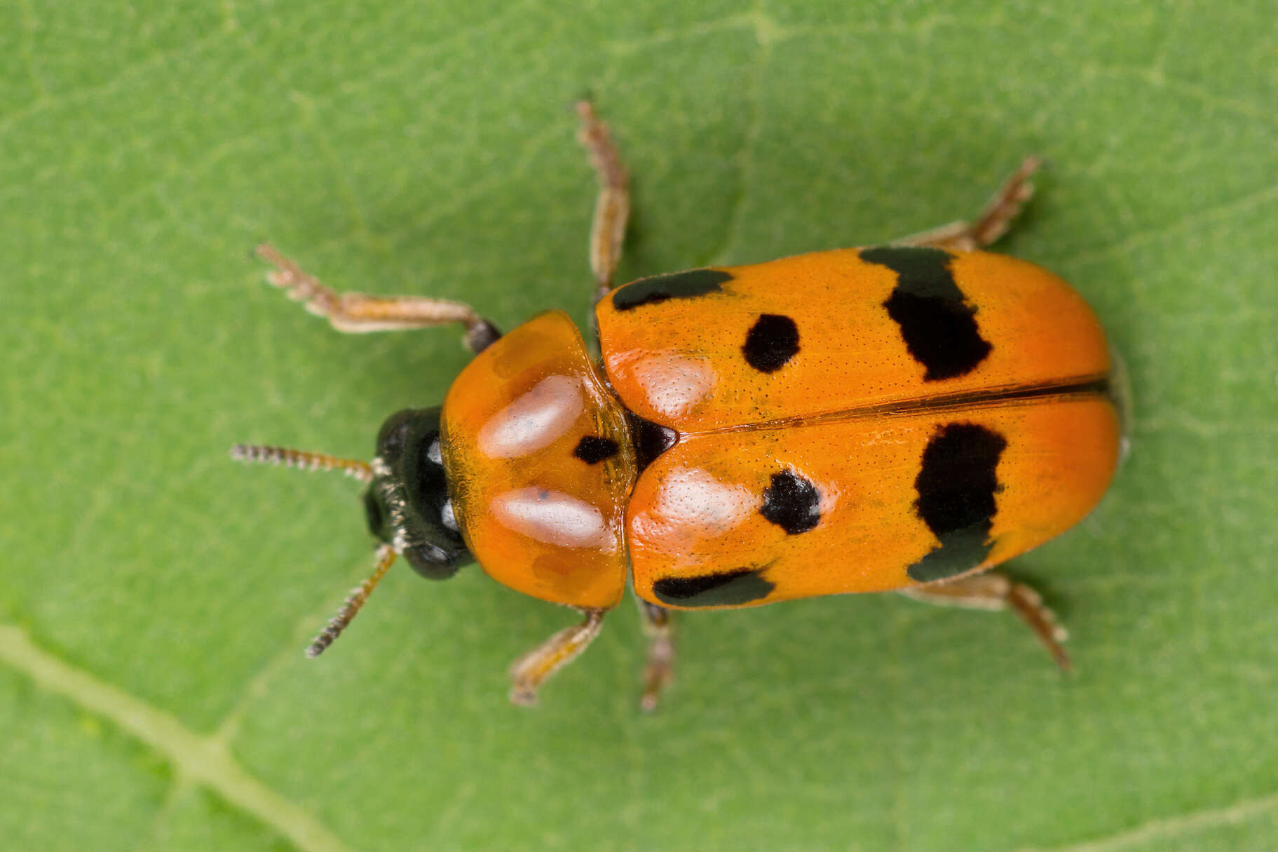 Image of <i>Clytra atraphaxidis</i>