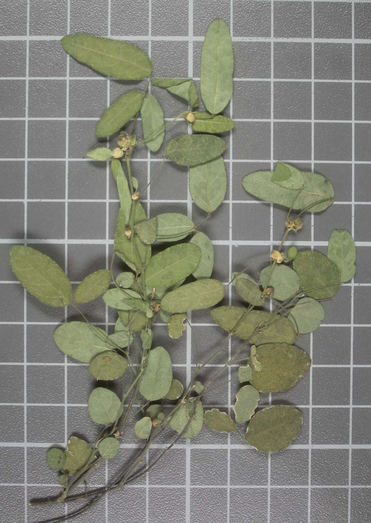 Image of Graham's ticktrefoil