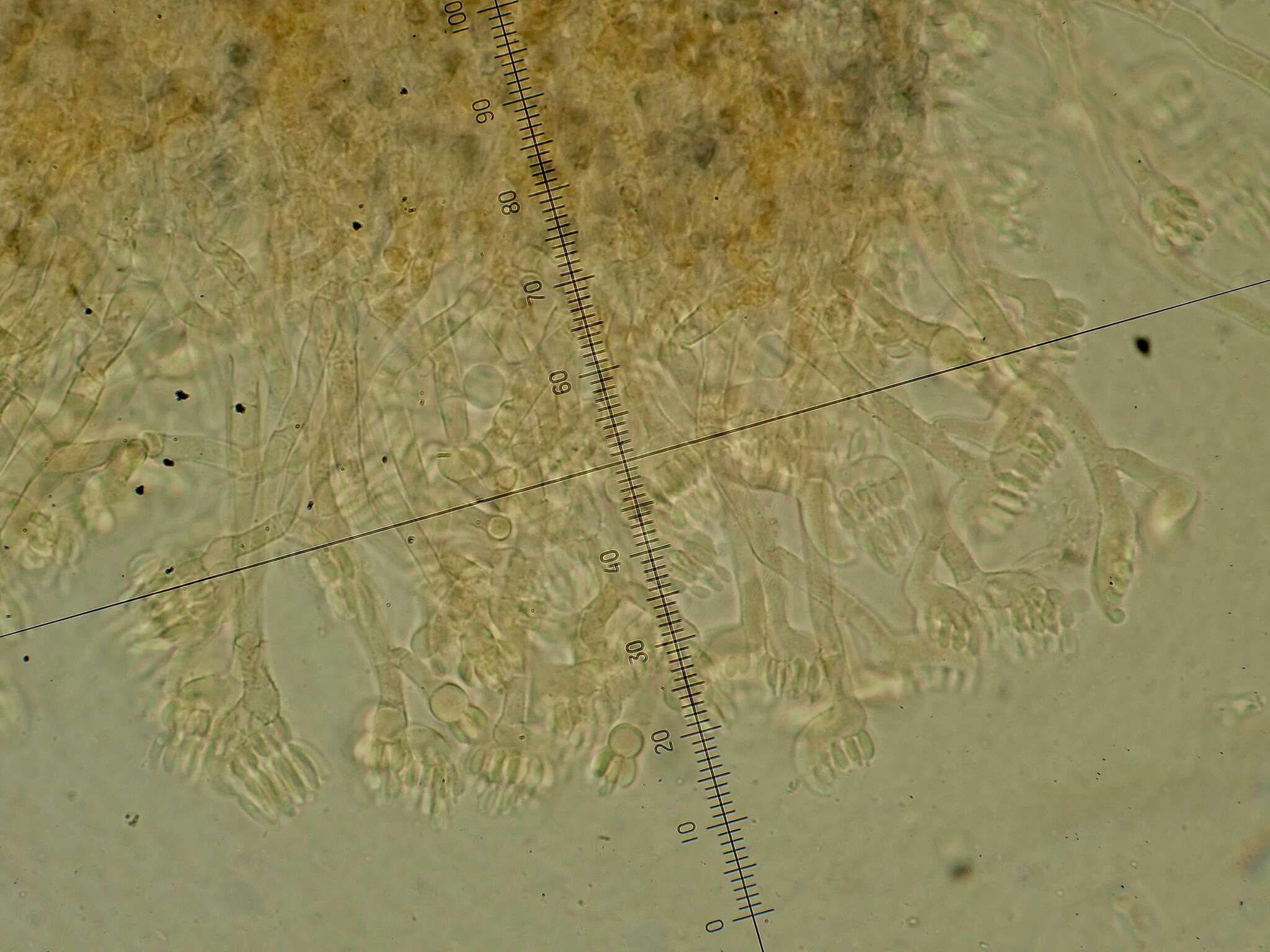 Image of Martensella corticii Thaxt. ex Linder 1943