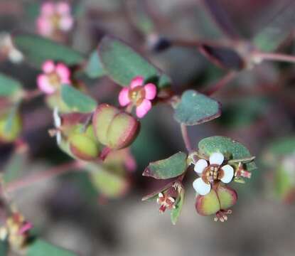 صورة Euphorbia villifera Scheele