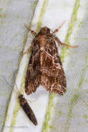 Image of Cutworm