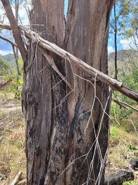 Imagem de Eucalyptus tereticornis subsp. basaltica A. R. Bean