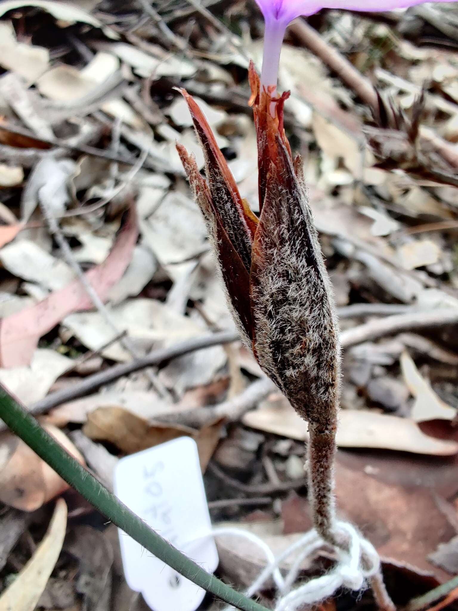 Image of Patersonia sericea var. longifolia (R. Br.) C. Moore & Betche