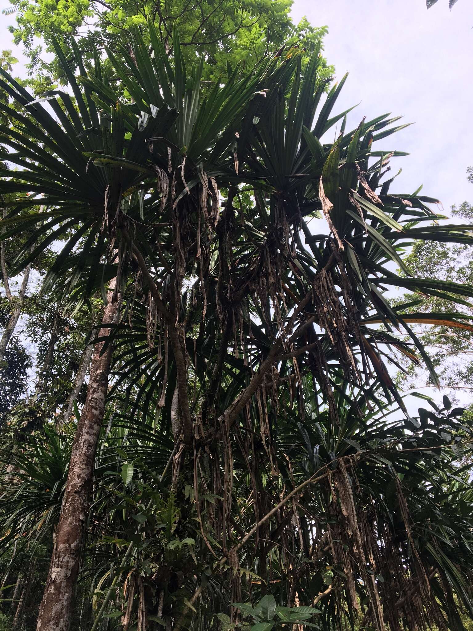 Imagem de Pandanus conoideus Lam.