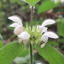 صورة Lamium flexuosum subsp. flexuosum