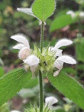 Image de Lamium flexuosum Ten.