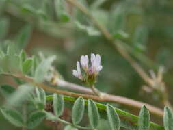 Imagem de Astragalus tribuloides Delile