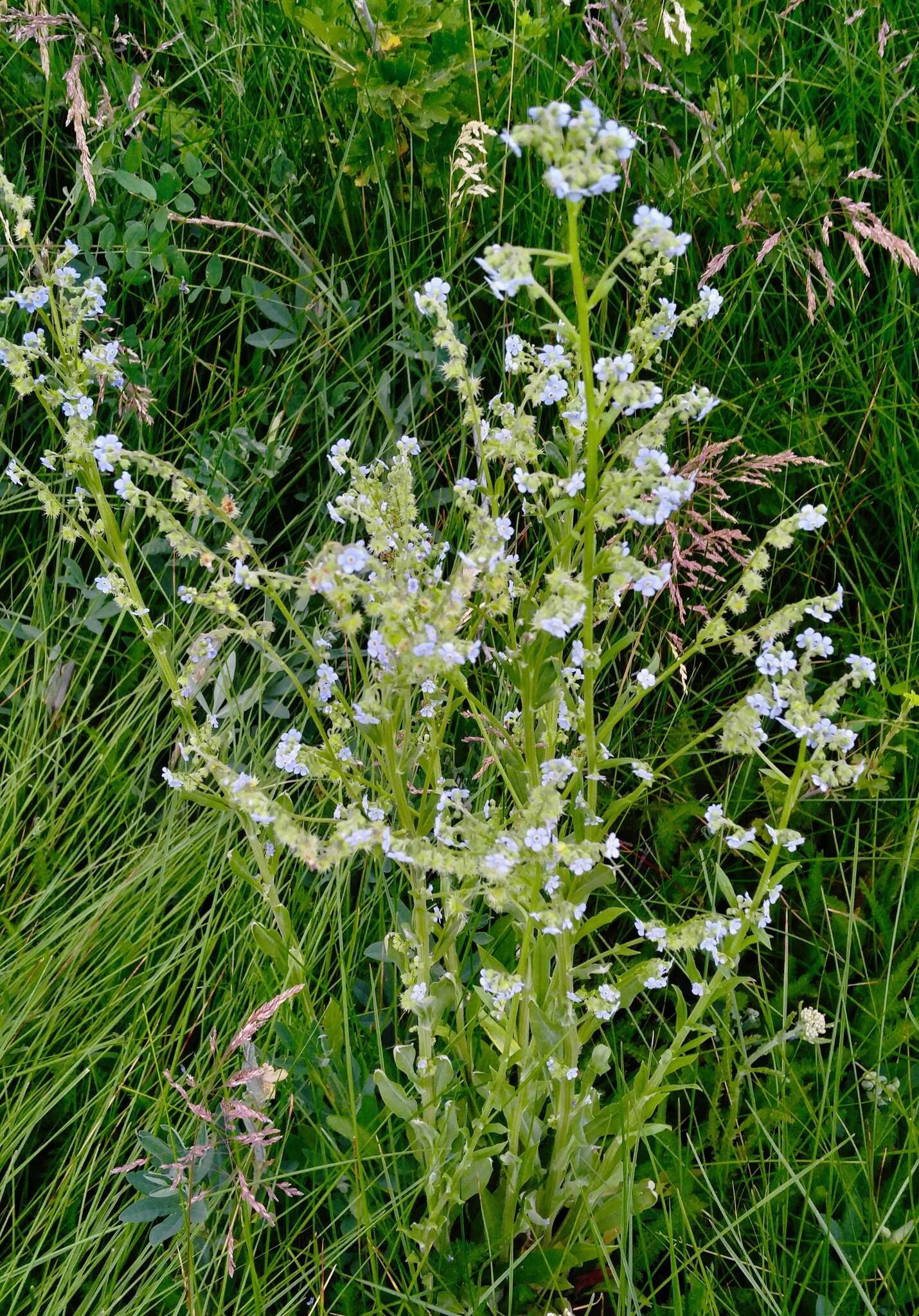 Image of manyflower stickseed