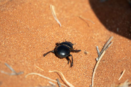 صورة Pachysoma rotundigena Felsche 1907