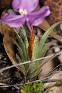 Image of Patersonia pygmaea Lindl.