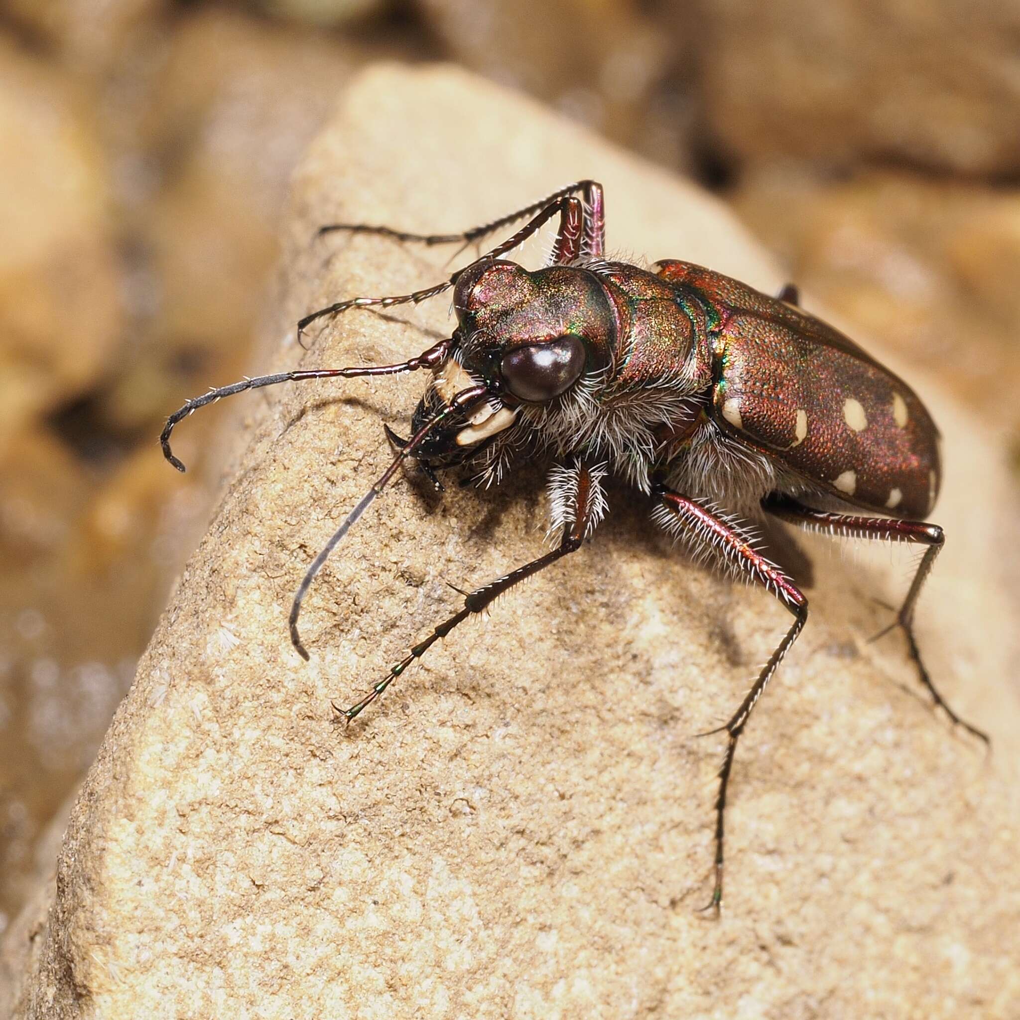 Image of Cicindela (Calomera) littoralis Fabricius 1787