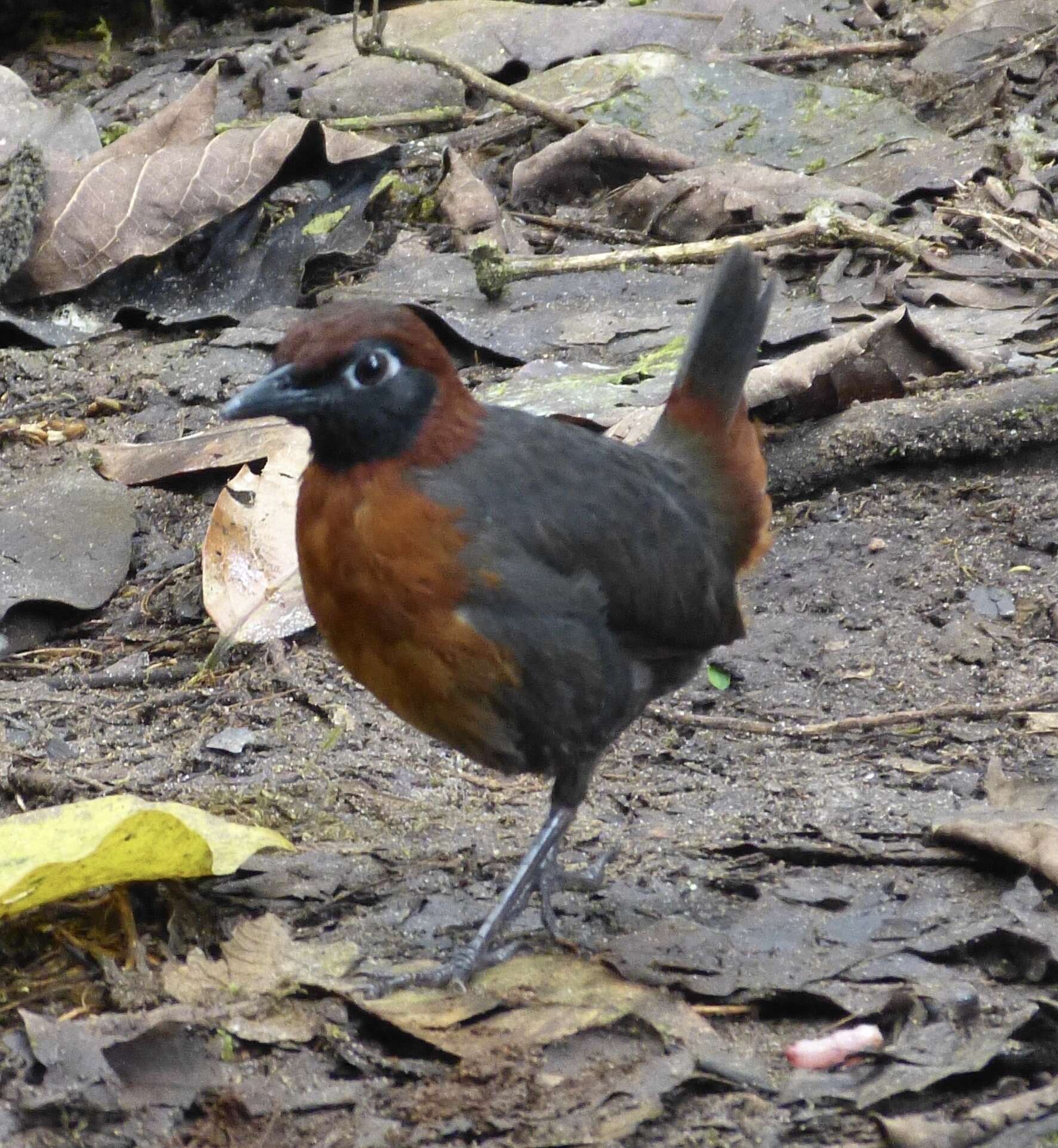 Image of Rufous-breasted Antthrush