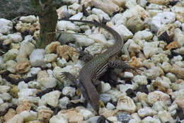 صورة Ameiva atrigularis Garman 1887