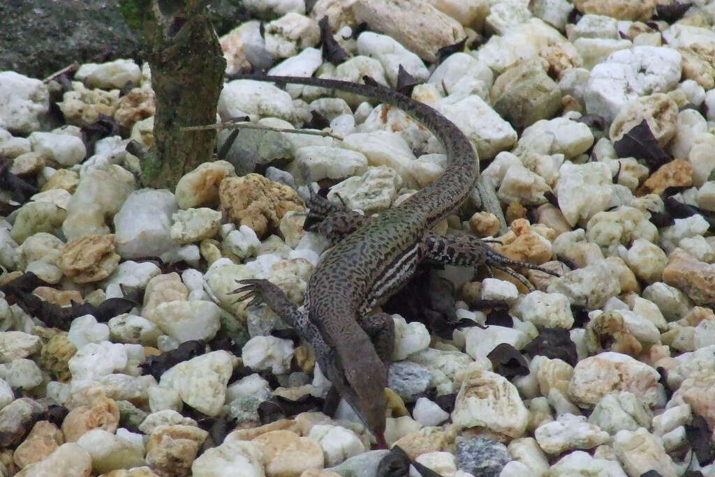 صورة Ameiva atrigularis Garman 1887