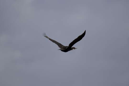 Image of Kerguelen Shag