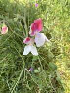 Image of Sweet Pea