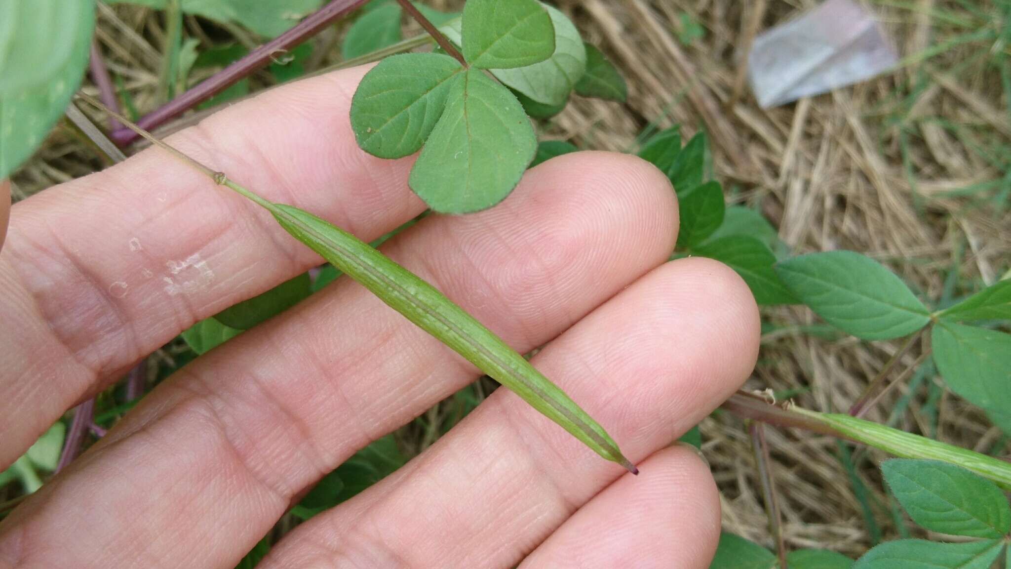 Imagem de Sieruela rutidosperma (DC.) Roalson & J. C. Hall